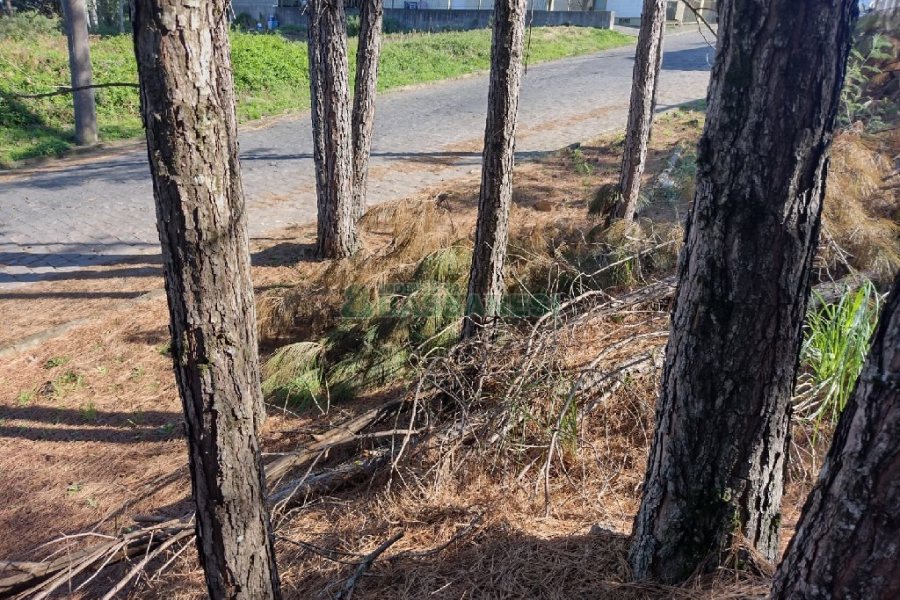 Terreno Para Comprar Desvio Rizzo Em Caxias Do Sul C D